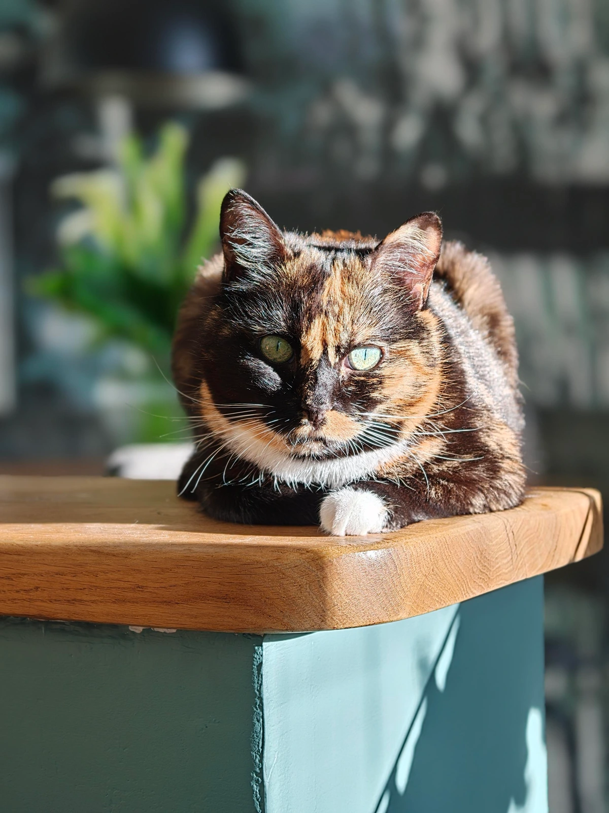 Isis ma chatte au soleil