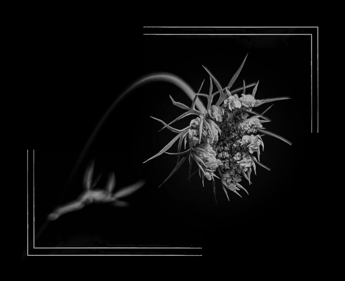 Black-and-white photograph of a delicate, partially open wildflower with sharp, spiky petals and clustered blooms, bending gracefully on a curved stem. The composition is framed with fine double-line borders against a deep black background, creating a minimal and dramatic contrast