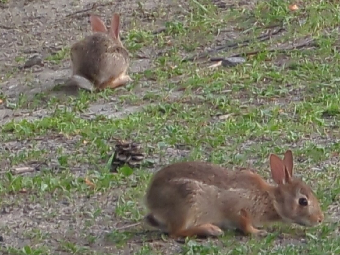 two buns