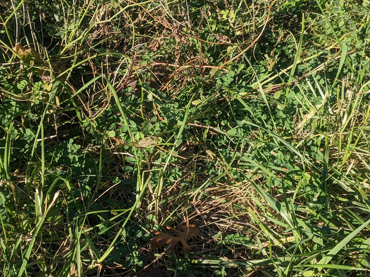 Close up photo of a dense patch of grass. Hidden inside, barely noticeable, is a rabbit.