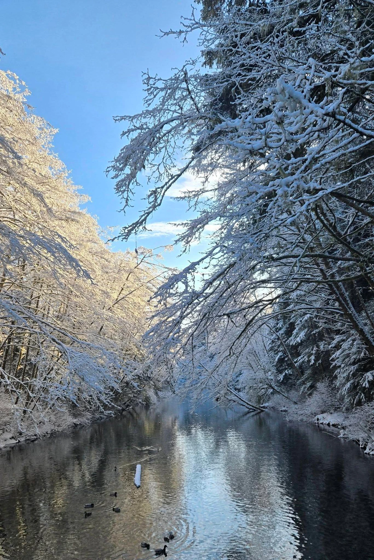 A still river in winter, a few ducks swimming in the foreground. Trees on either bank are covered with snow and fuzzily reflect in the water. The sky is clear and blue. Winter stillness. 