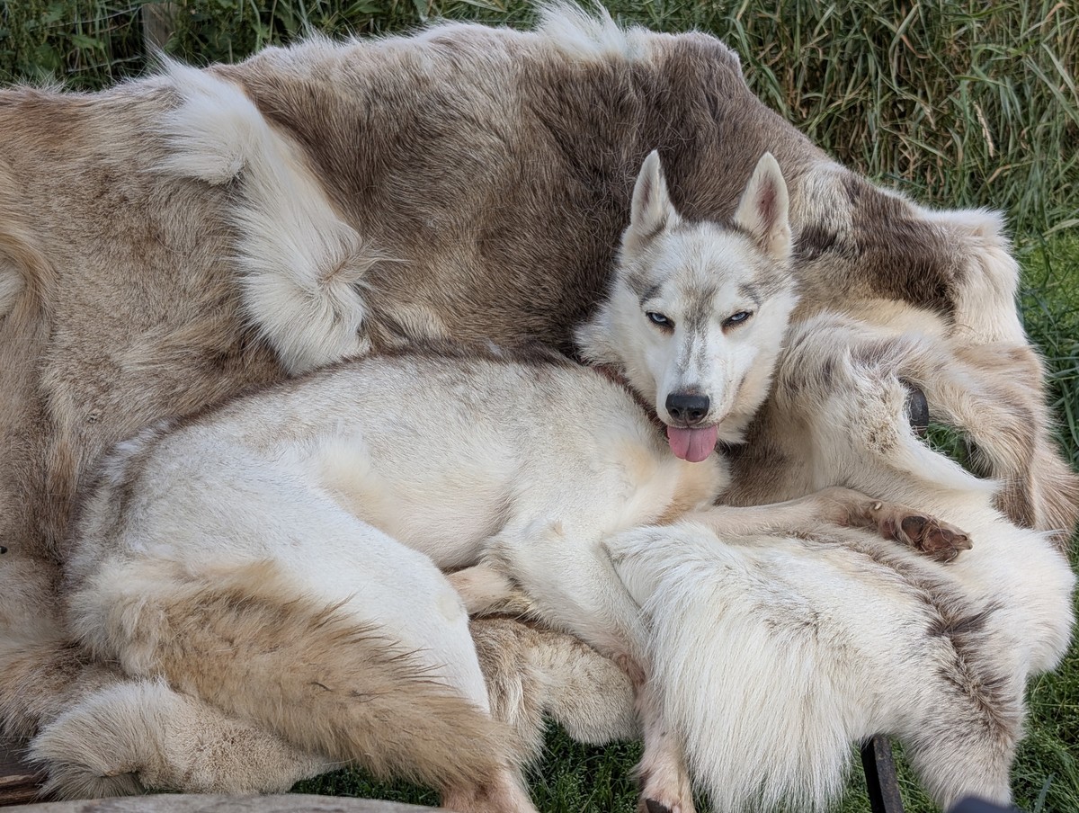 Roo hanging out on reindeer skins