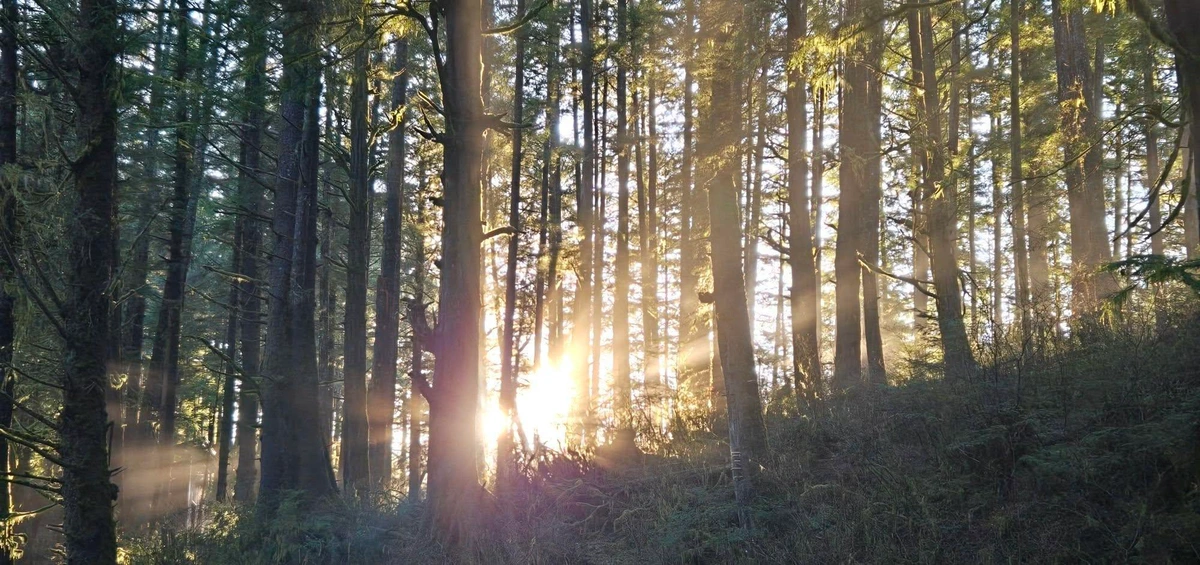 The sun low in the sky, slanting through a forest of spruce trees, the sun's rays catching the slight mist in the air to create shafts of sunlight dancing though the trees.
