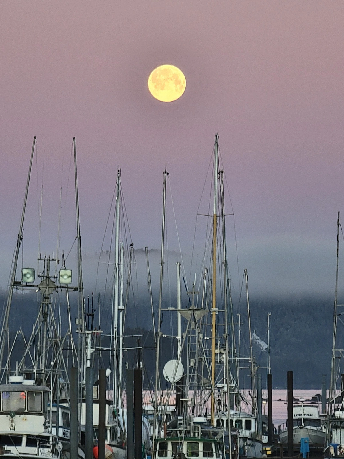 The setting moon, illuminated by the rising sun, going down in pastel pink skies. It's taken from a harbor and the foreground is a forest of boats and trolling poles. A line of mountains is in the far back, with a layer of mist bisecting them.