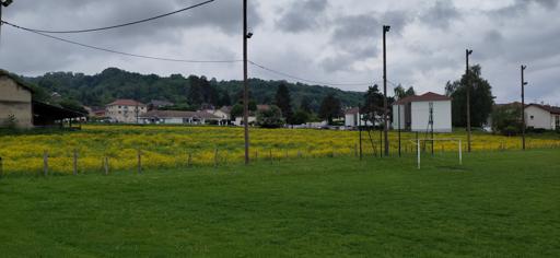 Parcelle en friche jaune à cause des boutons d'or
