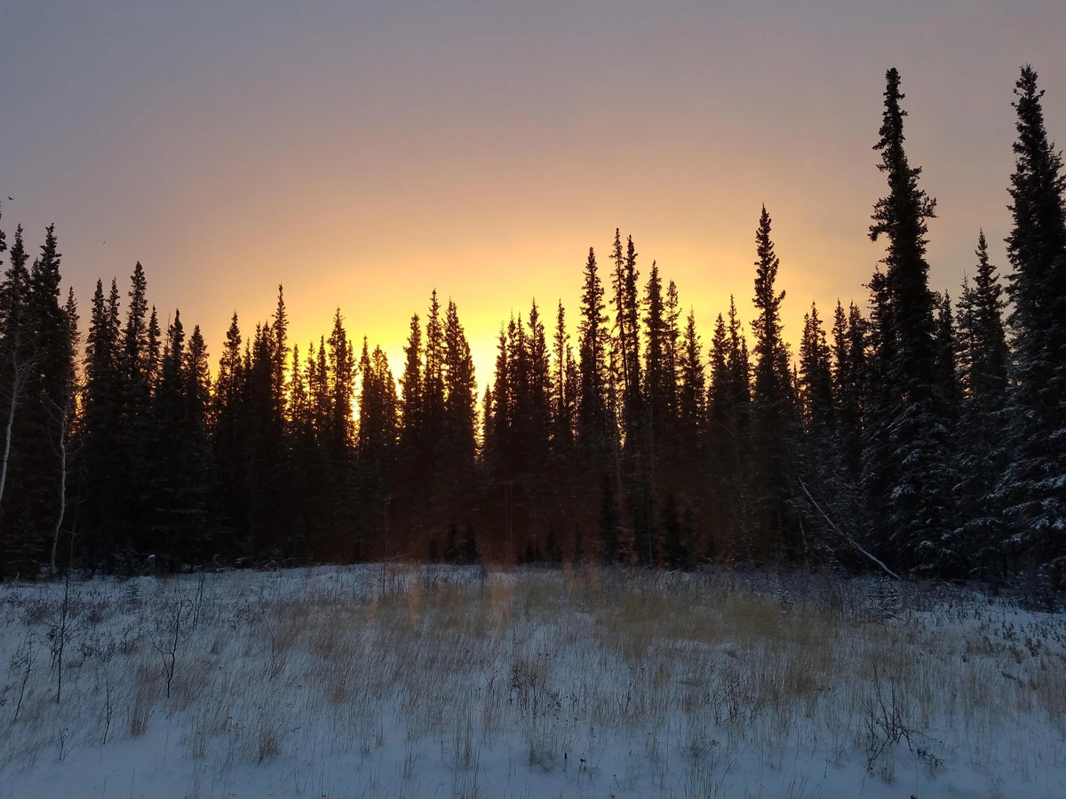 A simple picture of a snow covered field with Spruce trees in an uneven line across the middle of the pic. The sun is just a yellow glow in the sky, shading to apricot then blue/gray.