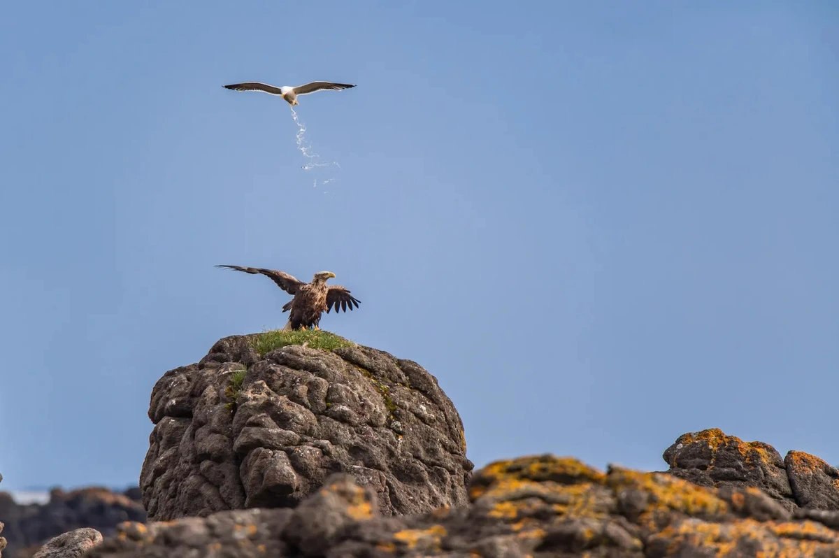 Un pyrargue à queue blanche, soit un gros rapace, sur un gros rocher se fait pisser dessus par un goéland en mode canadair.
