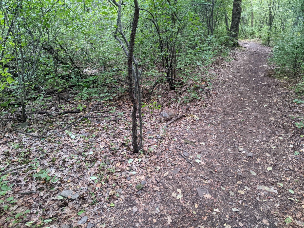 Four rabbits on a wooded hiking path