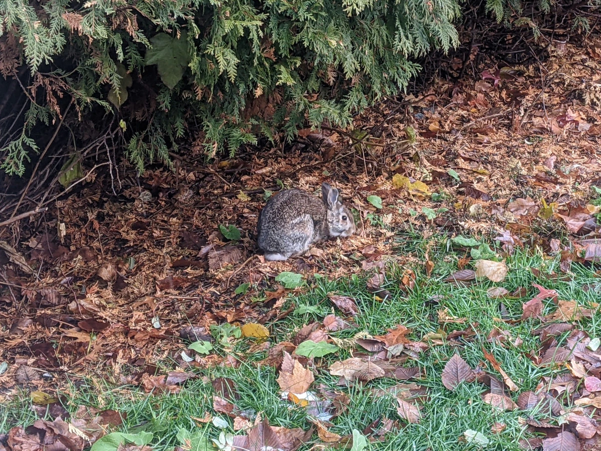 Rabbit grazing under a hedge among a field of fallen leaves
