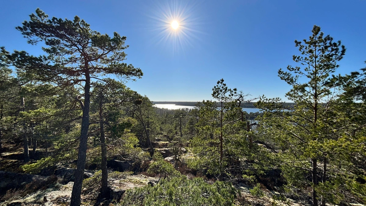 Photo of the view from a slightly mountainous pine forest with a vay in the distance reflecting the light of the sun in the blue sky.