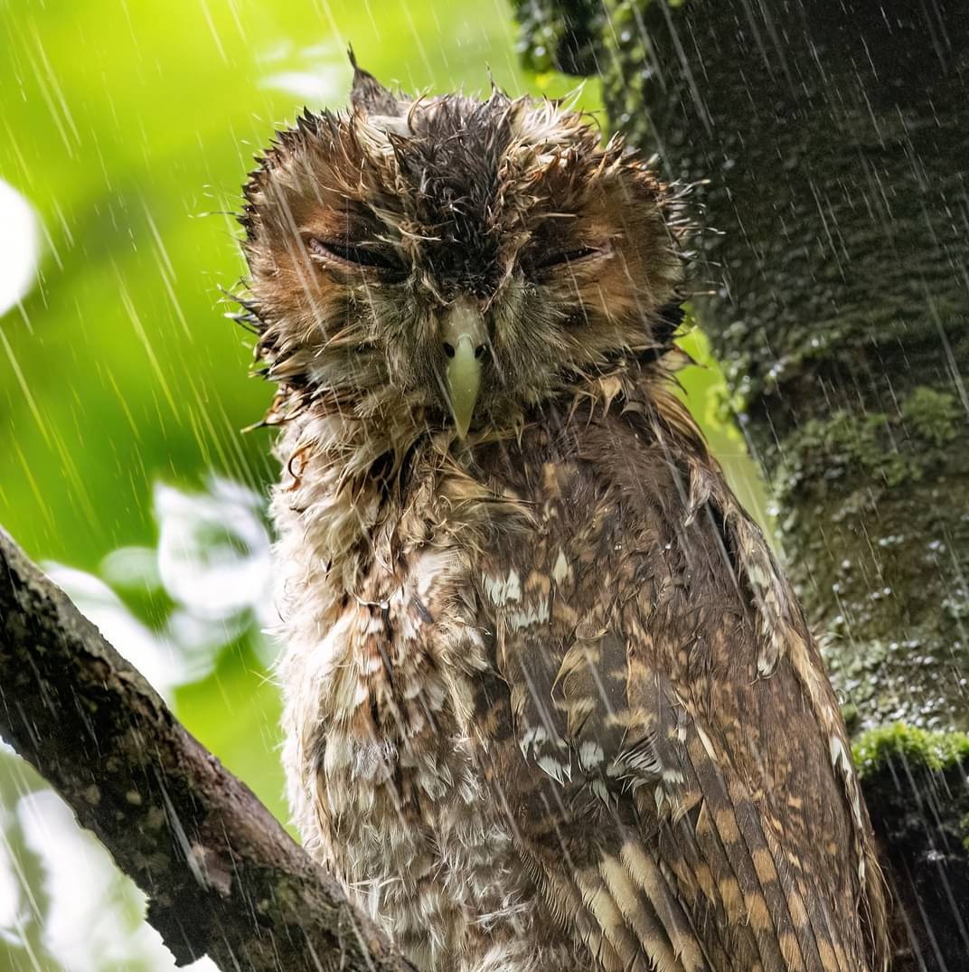 Tawny Could Use an Umbrella
