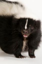 Skunk