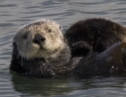 loutre
